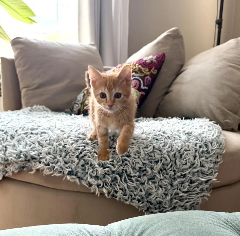 A baby small-sized male Domestic Short Hair cat named Blaziken Conqueror of for adoption in Chicago, IL