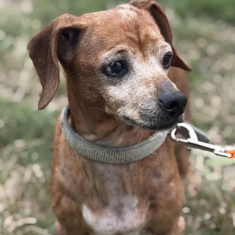 A senior small-sized female Dachshund dog named Sylvia for adoption in Gloucester, VA