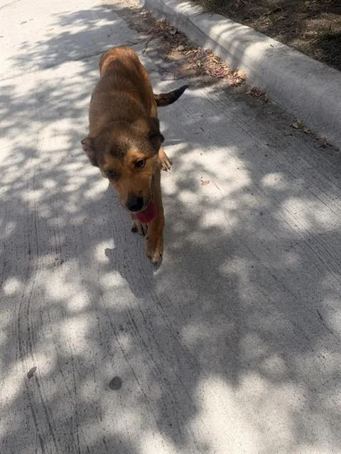 A young medium-sized female Mixed Breed dog named Bella for adoption in Dallas, TX