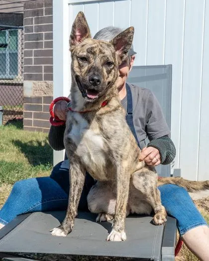 A young large-sized female Mixed Breed dog named Shenzi for adoption in Chamblee, GA