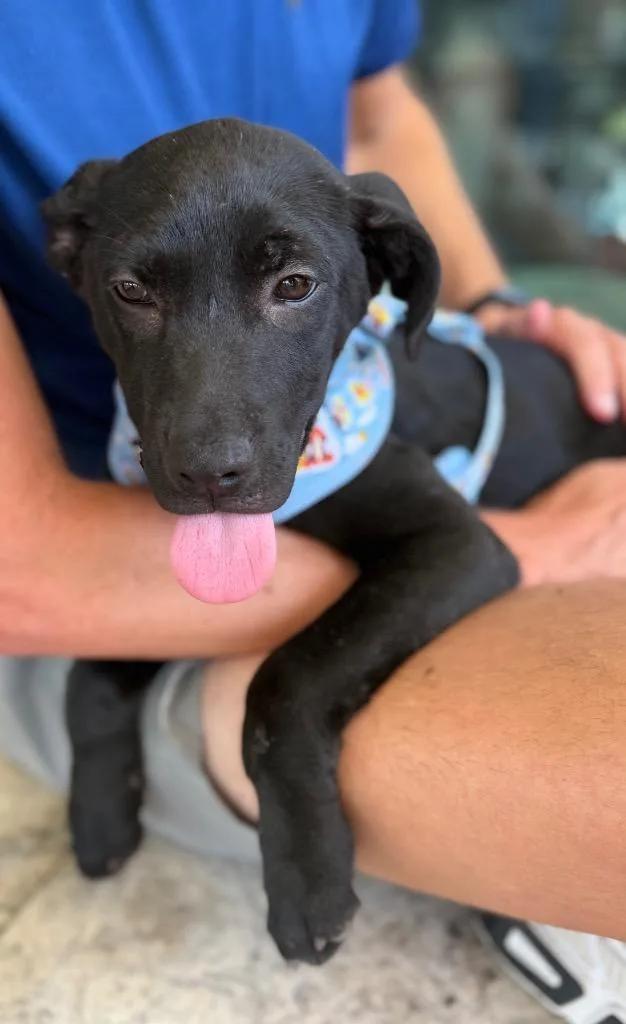 A baby medium-sized male Black Labrador Retriever dog named Curly for adoption in Alvin, TX