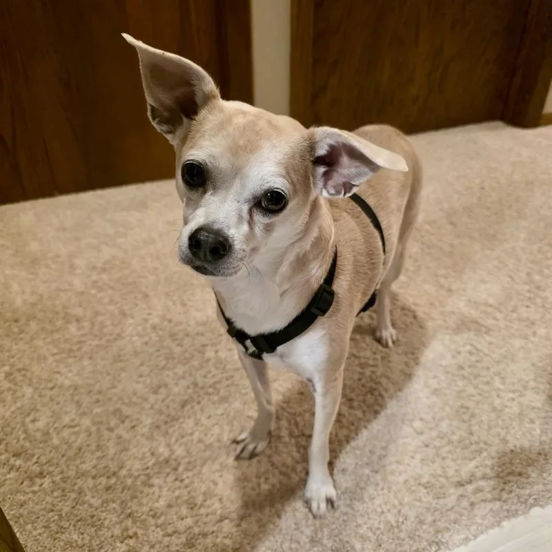 An adult small-sized male Chihuahua dog named Teo for adoption in Crystal, MN