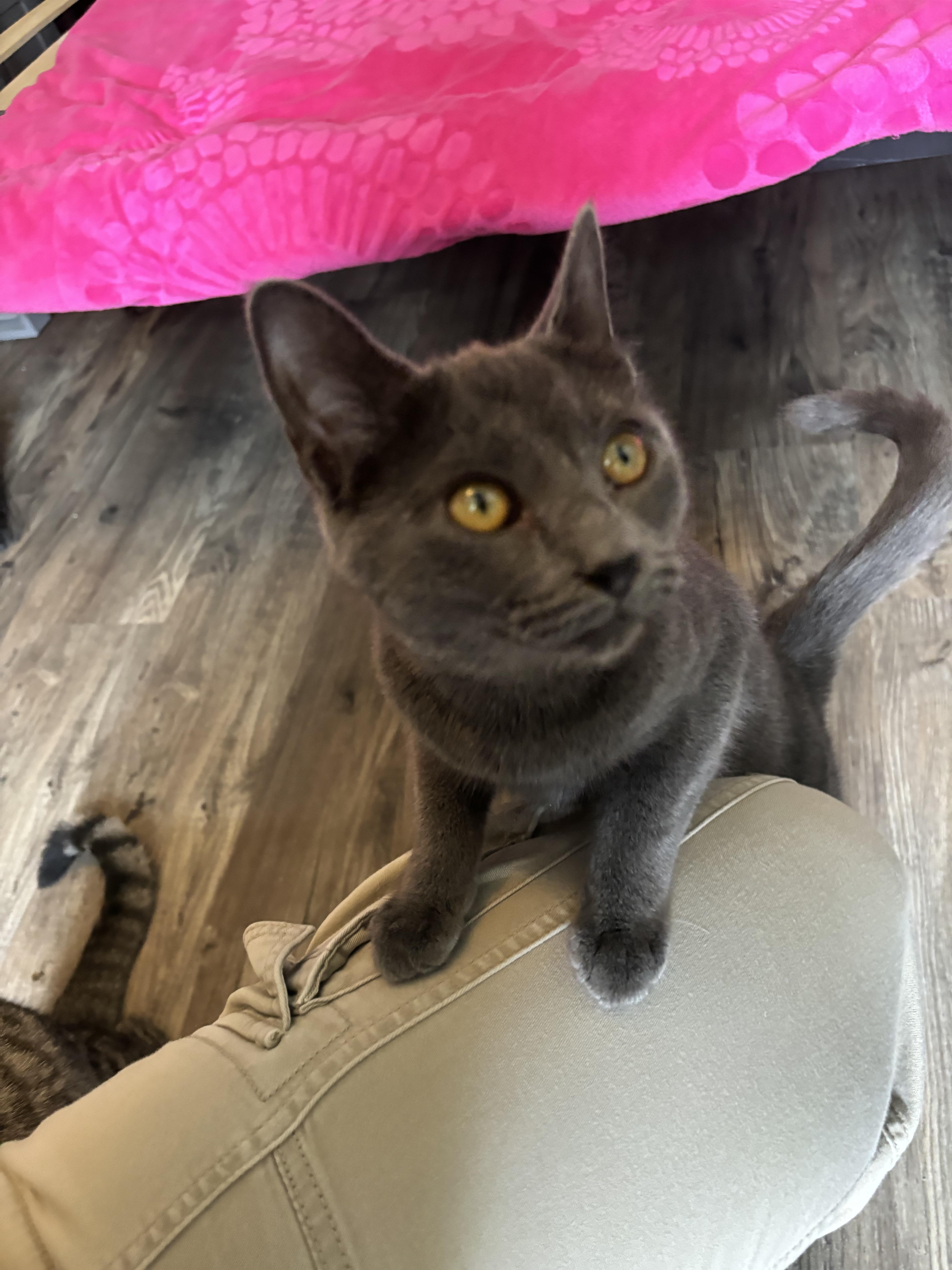 A baby medium-sized female Gray / Blue / Silver Domestic Short Hair cat named Ariel for adoption in Hudsonville, MI