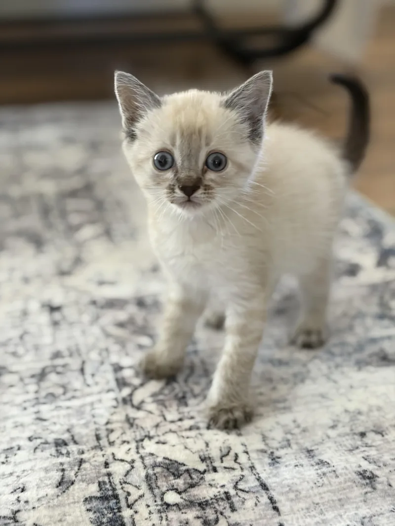A baby medium-sized female Tabby (Gray / Blue / Silver) Domestic Short Hair cat named Rolly for adoption in Fruit Heights, UT