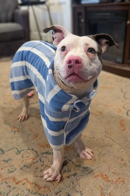 An adult medium-sized male White / Cream Mixed Breed dog named Ruff Ruffman for adoption in Cincinnati, OH