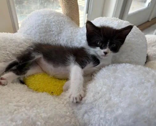 A baby small-sized female Domestic Short Hair cat named Pearl for adoption in Tustin, CA