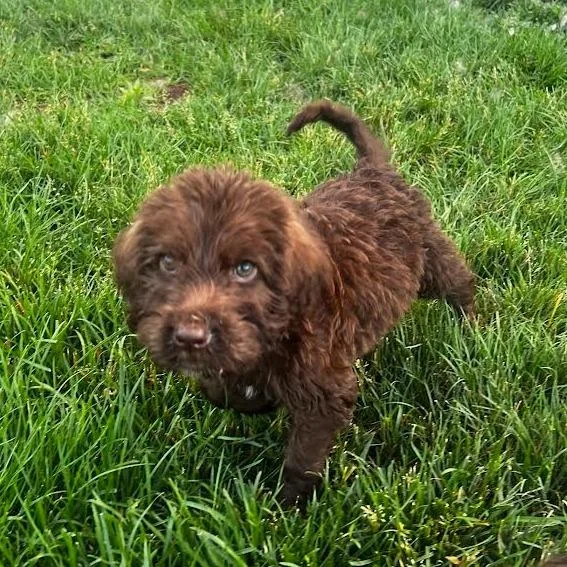 A baby small-sized male Brown / Chocolate Poodle dog named Ezra Michael for adoption in Alma, WI