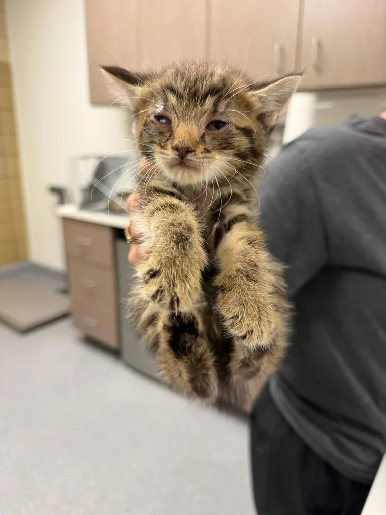 A baby small-sized female Domestic Short Hair cat named Mochi for adoption in Greenfield, IN