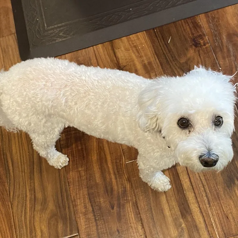 Chiquita thumbnail 2