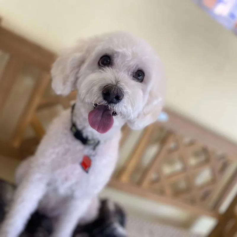 Chiquita thumbnail 3