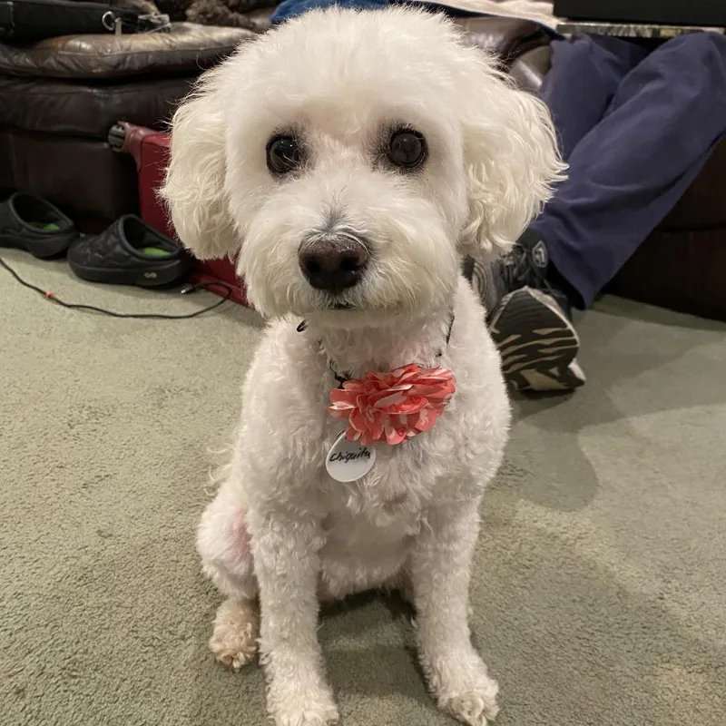 Chiquita thumbnail 6