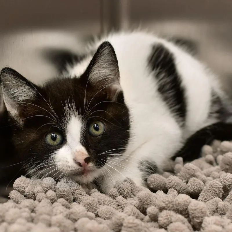 A baby small-sized male White Domestic Short Hair cat named Oreo for adoption in Ottawa, KS