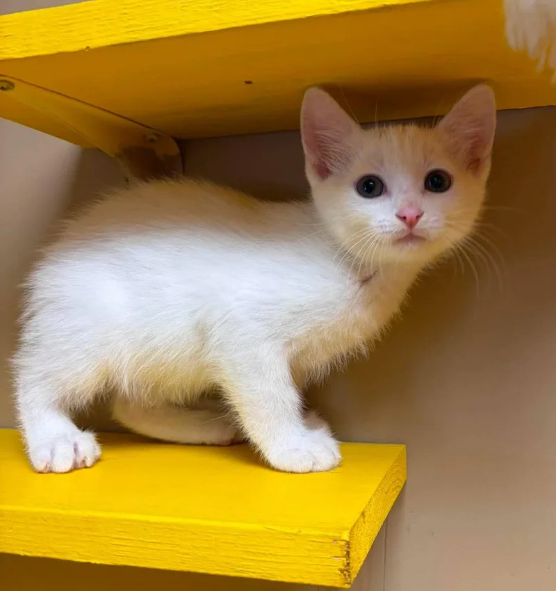 A baby medium-sized male White Domestic Short Hair cat named Conrad for adoption in Maryville, MO