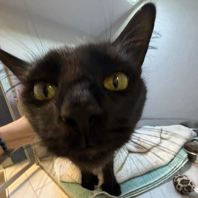 An adult medium-sized male Black Domestic Short Hair cat named Cassius for adoption in Pittsburgh, PA