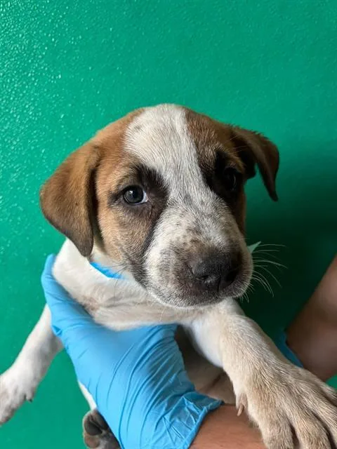 A baby small-sized male Australian Cattle Dog / Blue Heeler dog named A for adoption in Visalia, CA