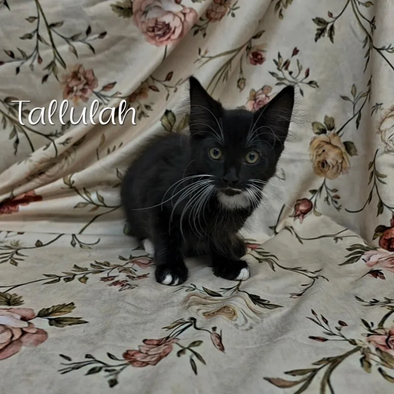 A baby small-sized female Black Domestic Medium Hair cat named Tallulah for adoption in Parkersburg, WV