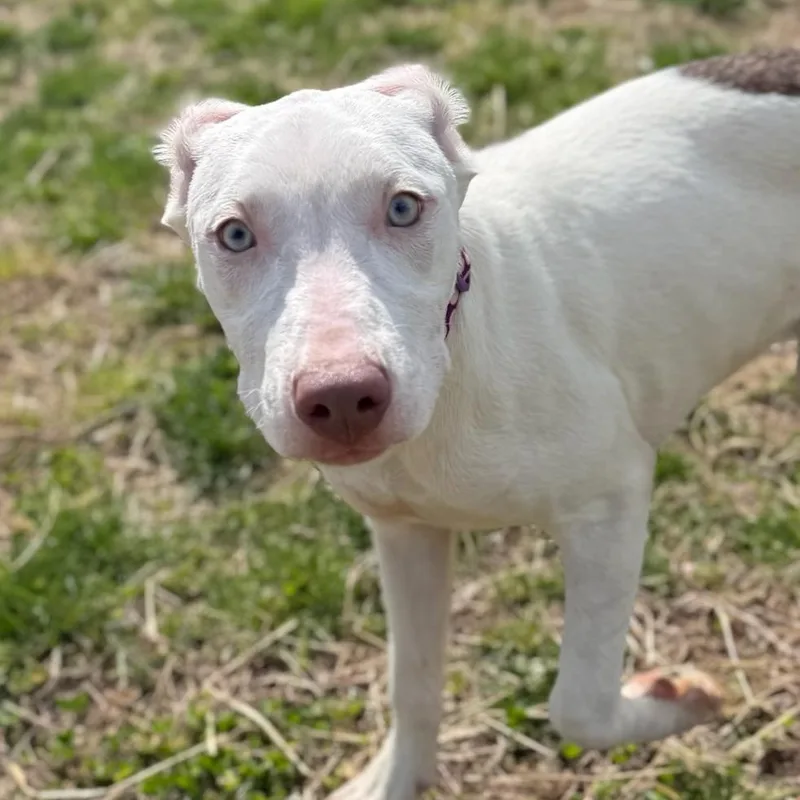 A baby medium-sized female Border Collie dog named Icicle for adoption in Manassas, VA