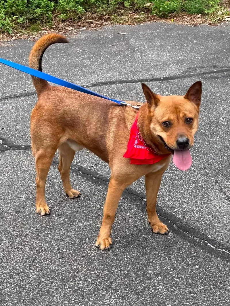 An adult medium-sized male Red / Chestnut / Orange Pit Bull Terrier dog named Asco for adoption in Old Westbury, NY
