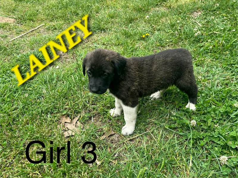 Lainey Enchanted thumbnail 2