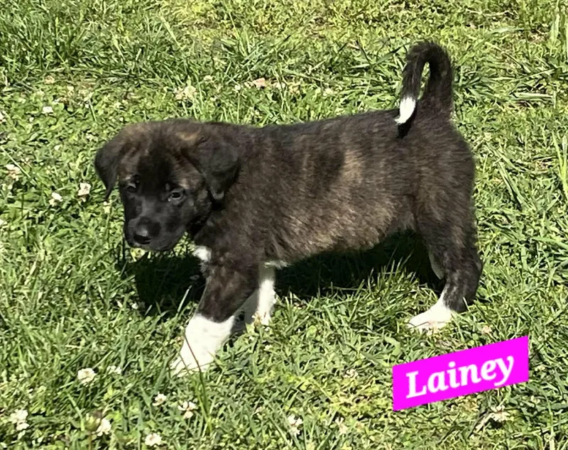 Lainey Enchanted thumbnail 3