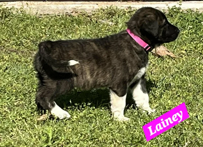 Lainey Enchanted thumbnail 4