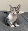 A young medium-sized male Domestic Short Hair cat named Sacramento for adoption in Kansas City, MO