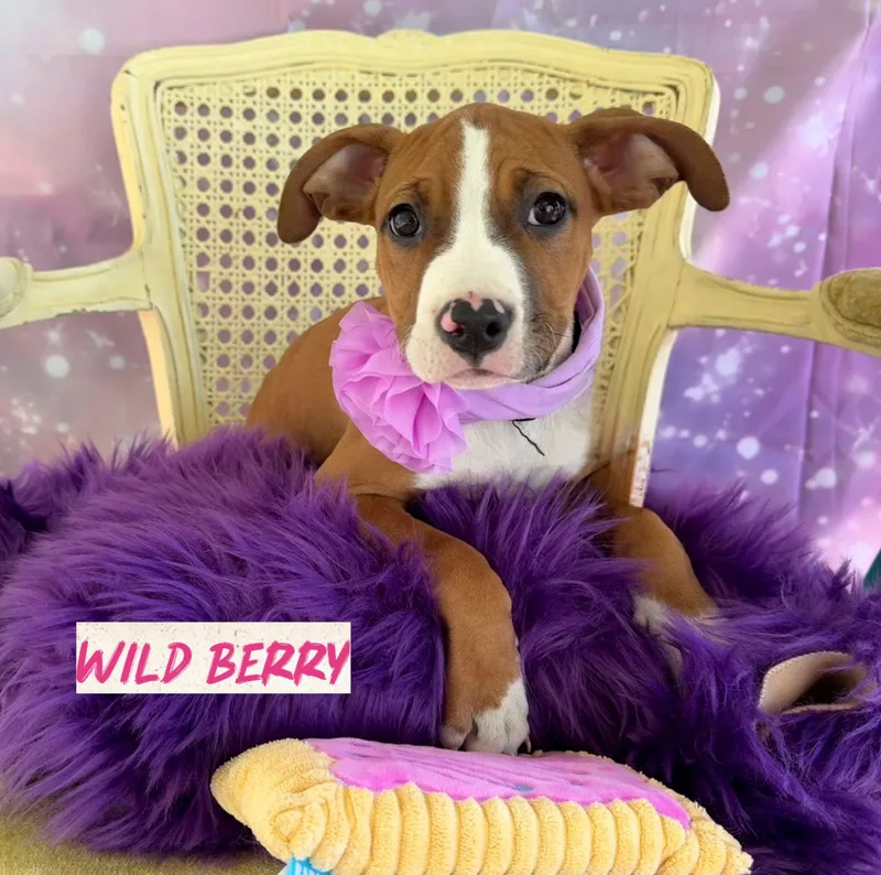 A young medium-sized female Tricolor (Brown, Black, & White) Pit Bull Terrier dog named Wild Berry for adoption in Washington , PA