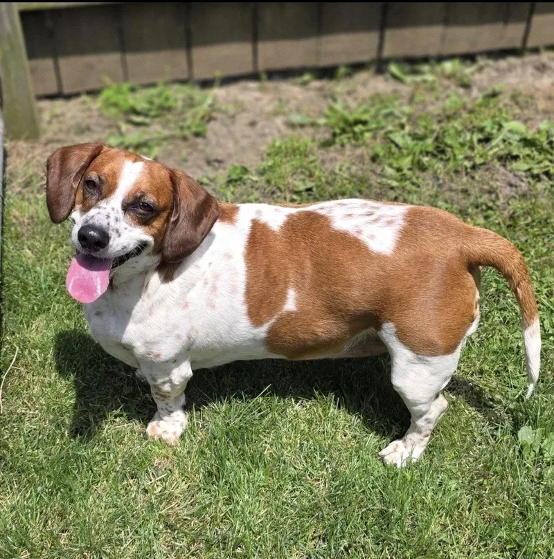 An adult medium-sized female Basset Hound dog named Shortcake for adoption in Brookville, OH