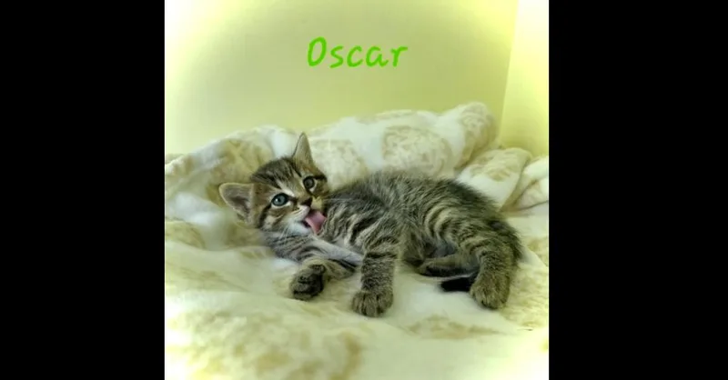 A baby small-sized male Brown / Chocolate Domestic Short Hair cat named Oscar for adoption in Chalfont, PA