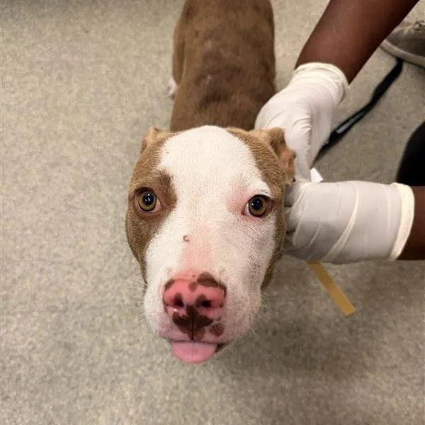A young medium-sized female Yellow / Tan / Blond / Fawn Mixed Breed dog named Biscuit for adoption in Jacksonville, FL