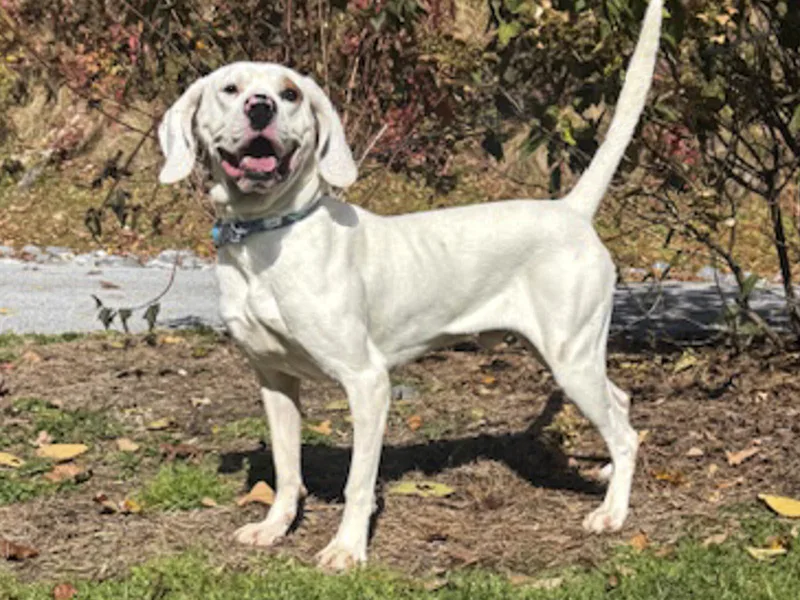 An adult large-sized male White / Cream Coonhound dog named Copper for adoption in Cashiers, NC