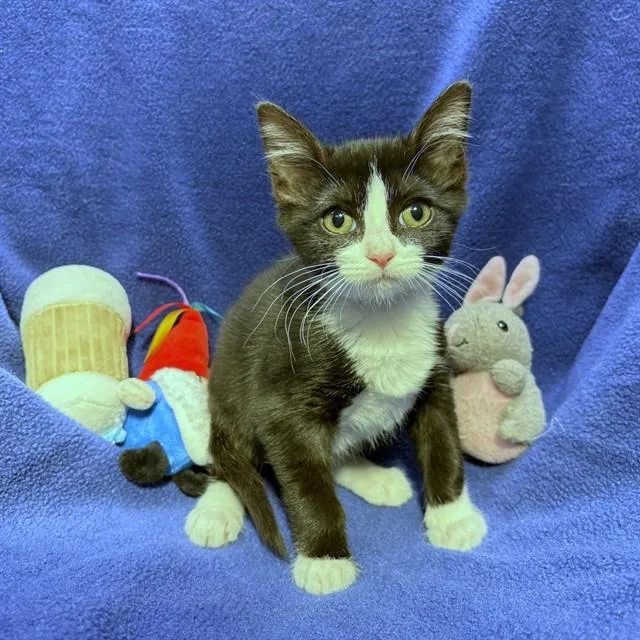 A baby small-sized female Domestic Short Hair cat named Cricket for adoption in Rancho Cucamonga, CA