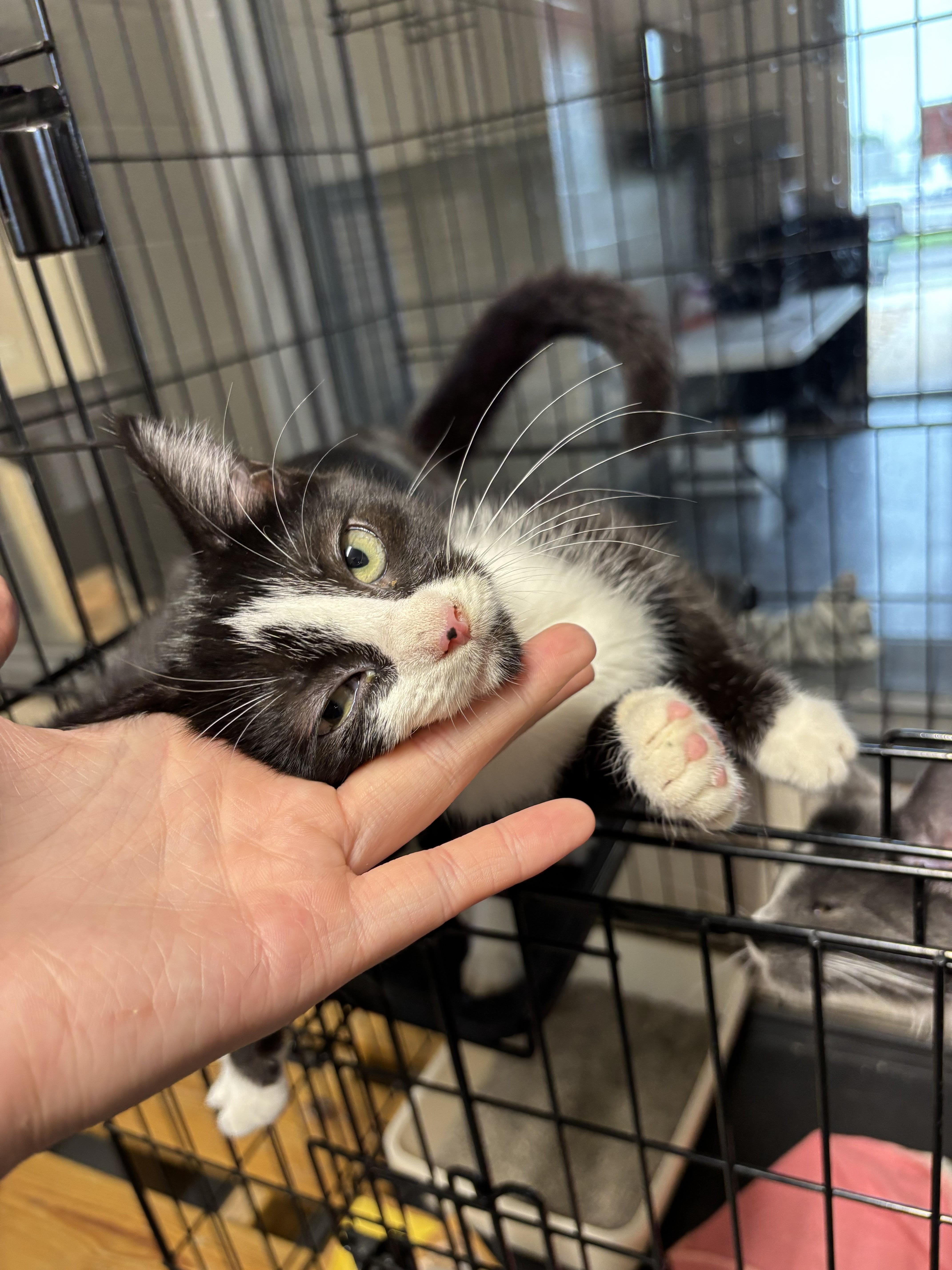 A young small-sized female Black & White / Tuxedo Domestic Short Hair cat named Mabel for adoption in Bedford, VA