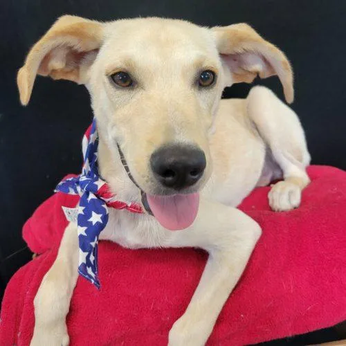 A baby medium-sized male Apricot / Beige Labrador Retriever dog named Rhett for adoption in Leesburg, AL