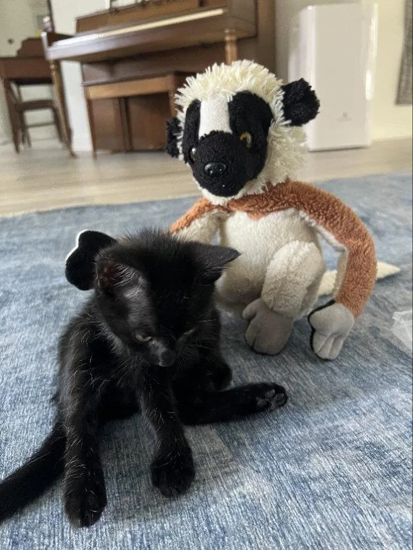 A baby medium-sized female Domestic Medium Hair cat named Fuzz for adoption in Pineville, LA