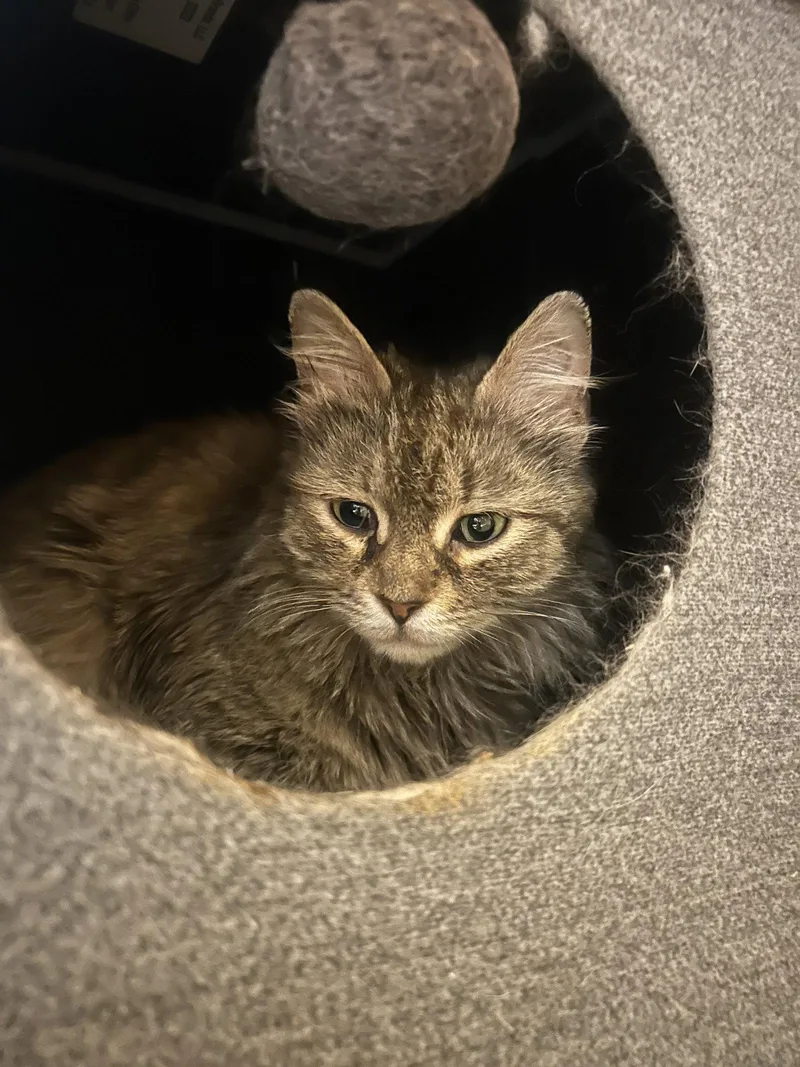 An adult large-sized female Maine Coon cat named Beyonce for adoption in Absecon, NJ