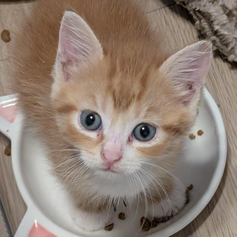 A baby small-sized female Orange / Red Domestic Short Hair cat named Valencia for adoption in Austin, TX