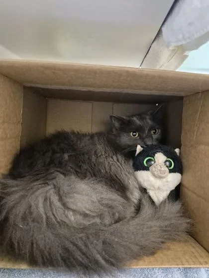 An adult medium-sized male Domestic Medium Hair cat named Bart for adoption in Vero Beach, FL