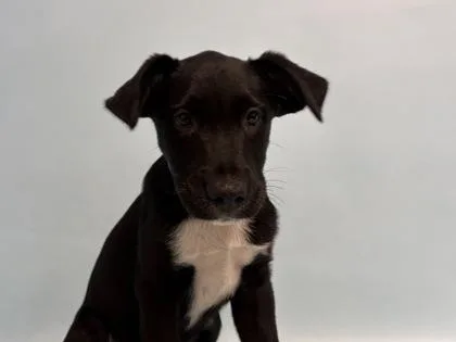 A baby small-sized male Labrador Retriever dog named Apple Jacks for adoption in Woodbury, MN