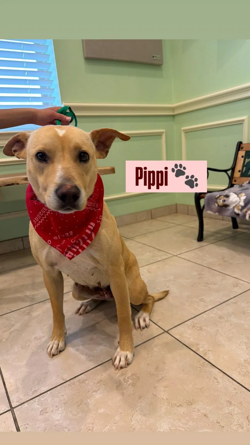 A young medium-sized female Yellow Labrador Retriever dog named Pippi for adoption in Plano, TX