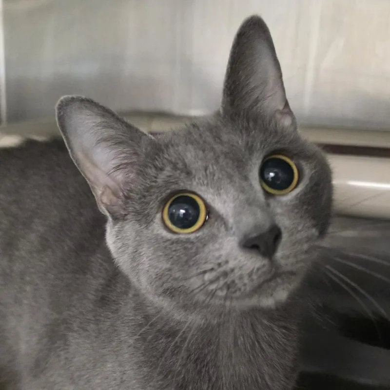 A young medium-sized female Gray / Blue / Silver Domestic Short Hair cat named Luna for adoption in Kennebunk, ME