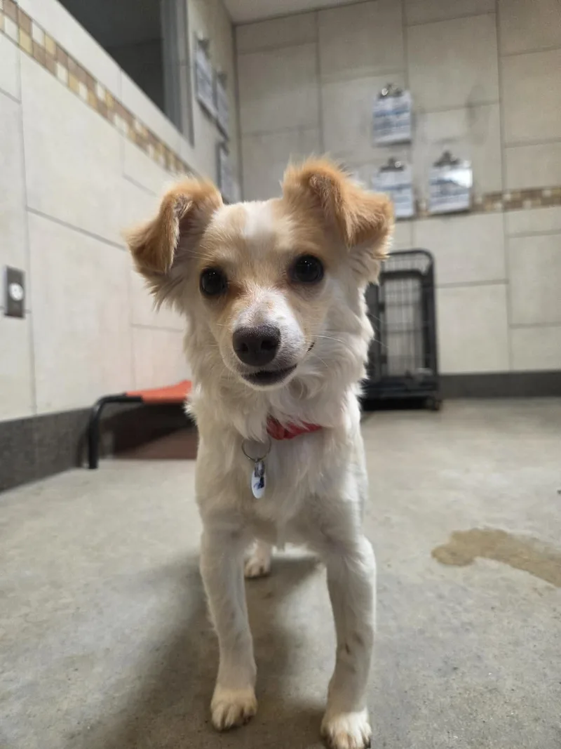 Butterfly thumbnail 2