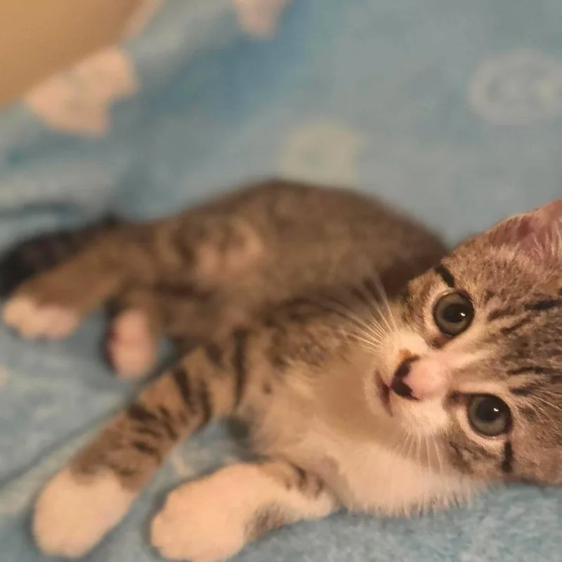 A baby small-sized male Brown / Chocolate Domestic Short Hair cat named Dax for adoption in Redmond, WA
