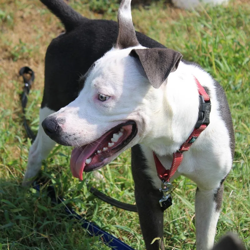 A young medium-sized male White / Cream Pit Bull Terrier dog named Charlie for adoption in Cleveland, MS