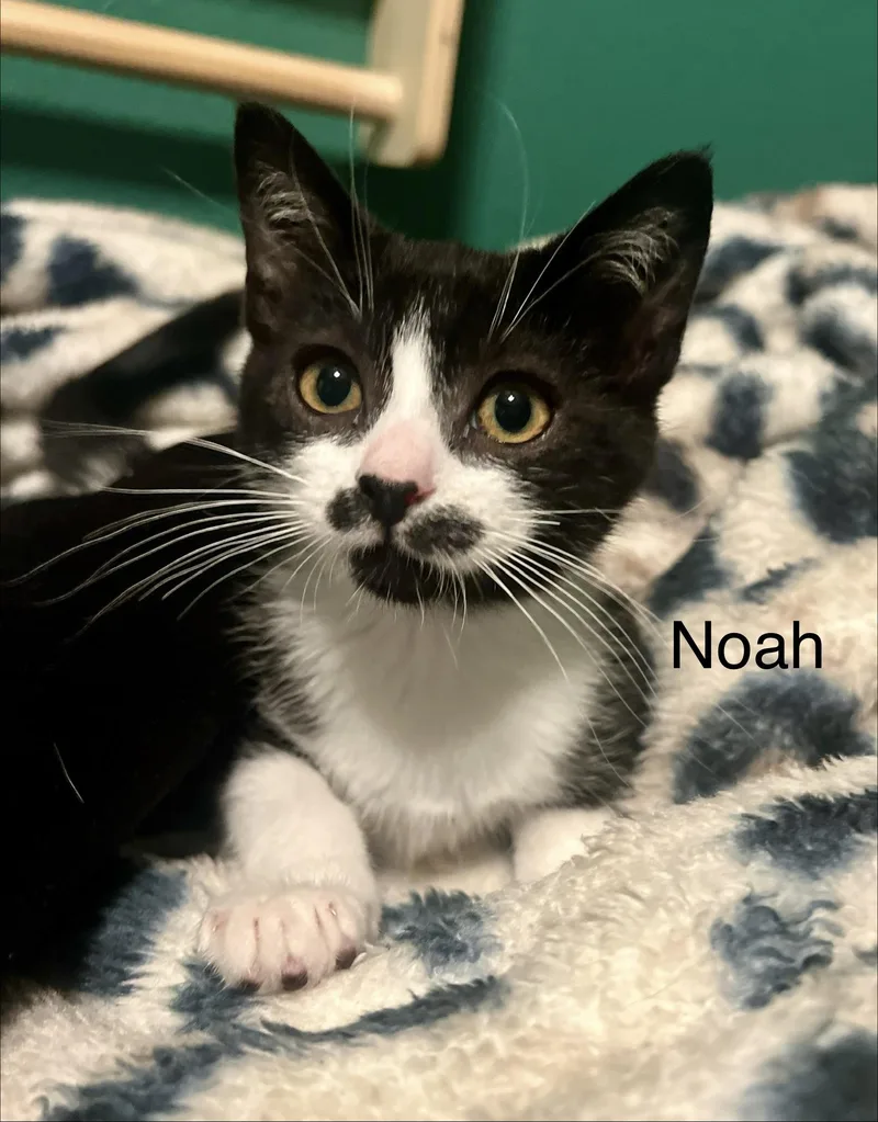 Noah