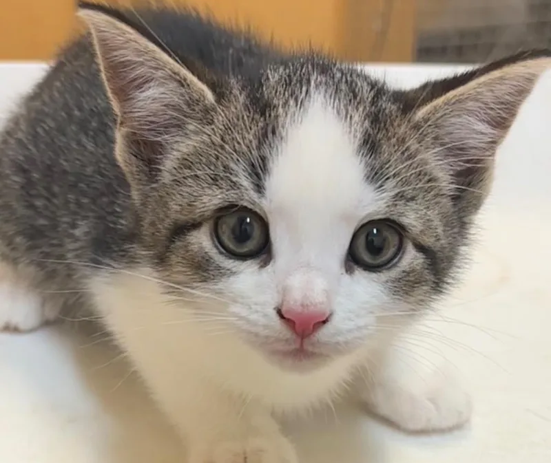 A baby small-sized male Domestic Short Hair cat named Charlie for adoption in Elizabethton, TN