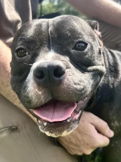 An adult medium-sized female Mixed Breed dog named Blackberry FKA Dog for adoption in West Chester, PA