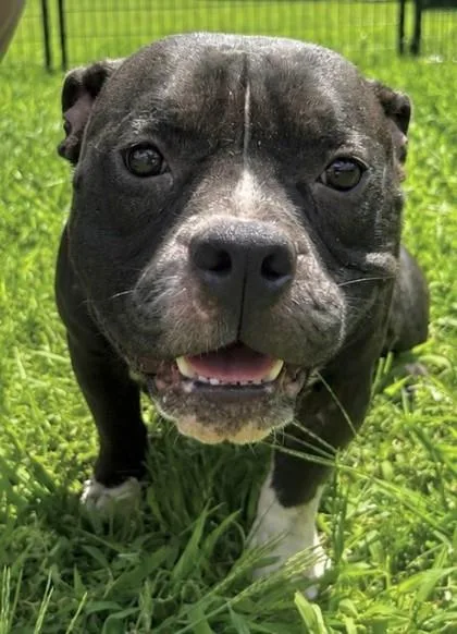 Blackberry FKA Dog thumbnail 2