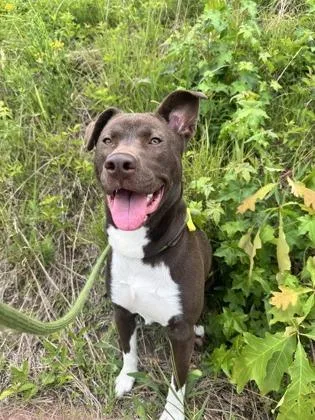 An adult medium-sized male Mixed Breed dog named Bullseye for adoption in Atlanta, GA