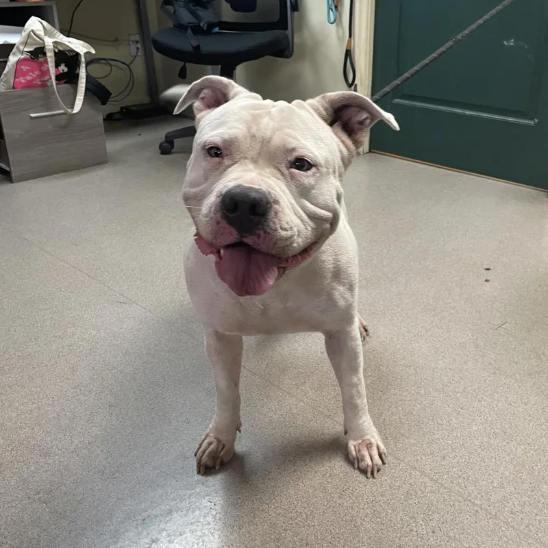 An adult large-sized female White / Cream Pit Bull Terrier dog named Lulu for adoption in Pasadena, CA